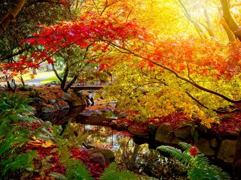 Beacon Hill Park fall