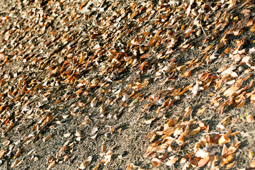 Dead leafs on ground macro background fifty megapixels prints