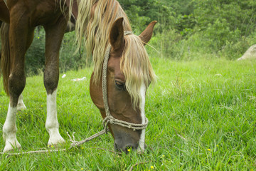  A brown horse eating green grass in the field
