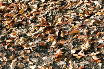 Dead leafs on ground macro background fifty megapixels prints