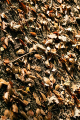Dead leafs on ground macro background fifty megapixels prints