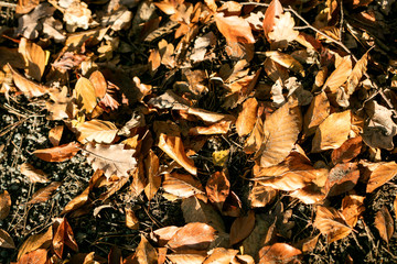 Dead leafs on ground macro background fifty megapixels prints