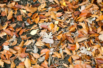 Dead leafs on ground macro background fifty megapixels prints
