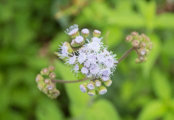 hundred beautiful, tiny and fragile white flowers