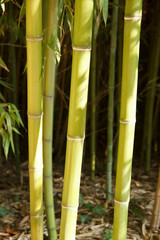 tall bamboo stems, green trunks in a bamboo grove