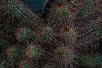 Echinocereus stramineus : Strawberry hedgehog cactus, straw-colored hedgehog in the Texas Desert in the botanical garden.
