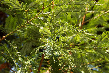 Tree branches Sequoia sempervirens close up. Sequoia is a monotypic genus of woody plants in the Cupressaceae family