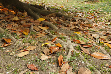 fallen yellow leaves of Magnolia lie on the roots of the tree