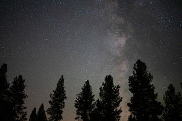 Milky Way over forest 