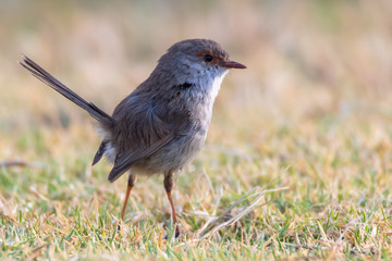 Female Superb Fairy-wren