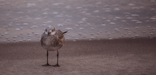 Seagull on the Beach