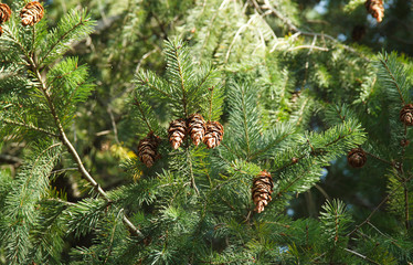 Fir branches with cones on a natural background