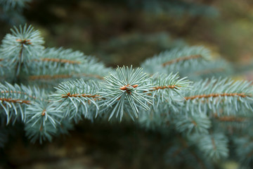 fir-tree branches close-up. Green backround