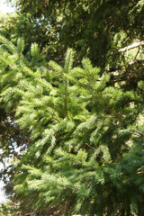 Background of Christmas tree branches. beautiful branches of the spruce