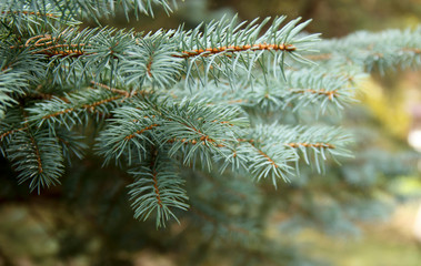 Spruce green branches close-up. New Year theme. Christmas tree