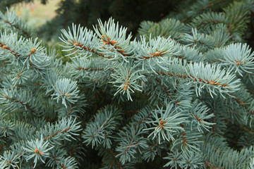 Naklejka na ściany i meble fir-tree branches close-up. Green backround