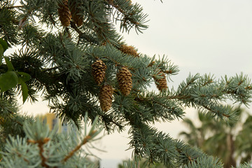 Obraz premium Fir branches with cones on a natural background