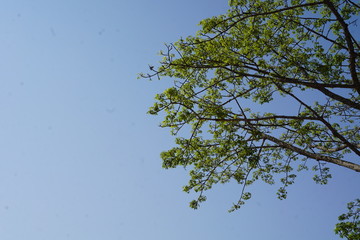tree and blue sky
