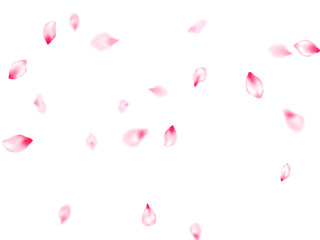 Pink sakura petals confetti flying and falling