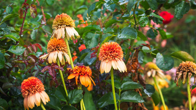 Orange blooming gelenium in the open air, bright autumn day