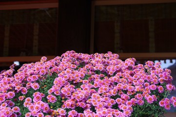 湯島天満宮に展示されている菊