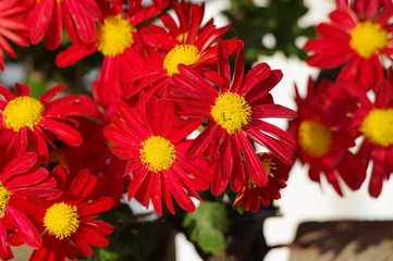 湯島天満宮に展示されている菊