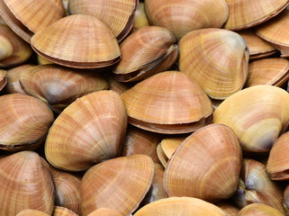 Stacked fresh raw clams background