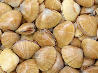 Stacked fresh raw clams background