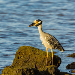  Black Crowned Night Heron in the Morning Sunlight
