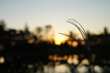 sunset over a field