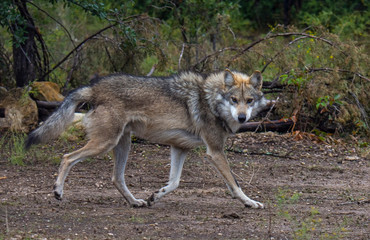 Mexican Gray Wolf
