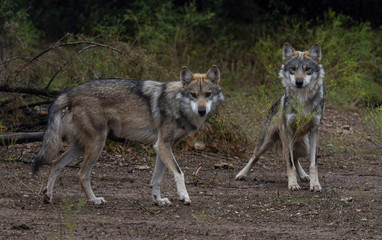 Mexican Gray Wolves © Rod Gardner