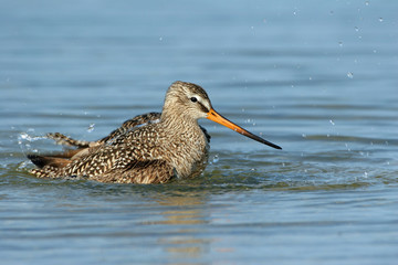 Marbled Godwit - Limosa fedoa - actively bathing in shallow water in Fort De Soto Park, Florida.