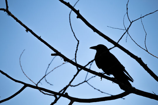 Bird silhouette in tree branches