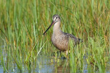 Marbled Godwit - Limosa fedoa - wading among grasses in shallow water of Fort De Soto Park, Florida.