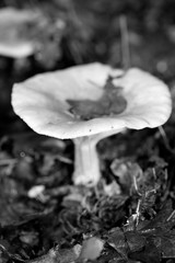 Wild mushrooms in black and white macro background fifty megapixels prints