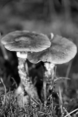 Wild mushrooms in black and white macro background fifty megapixels prints