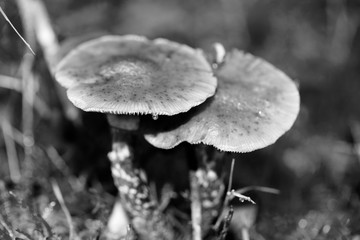 Wild mushrooms in black and white macro background fifty megapixels prints