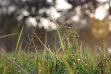 moment of early morning with drop over the plant in rice farm.