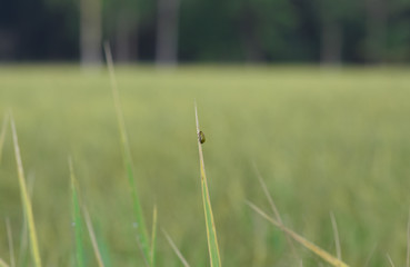 small insect stay over top of some grass in the field.