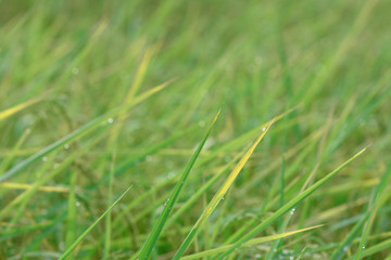 moment of early morning with drop over the plant in rice farm.