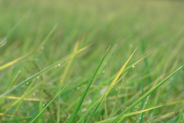 moment of early morning with drop over the plant in rice farm.