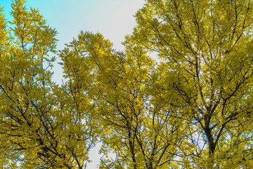 top of green ash tree