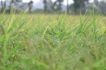 moment of early morning with drop over the plant in rice farm.
