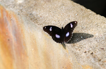 Fototapeta na wymiar Closeup of black butterfly on cement floor in the zoo under bright sunlight