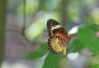 Closeup of colorful butterfly on green leaf in the garden.