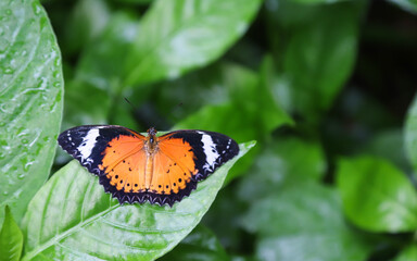 Closeup of colorful butterfly on green leaves  in the garden in sunny day. 