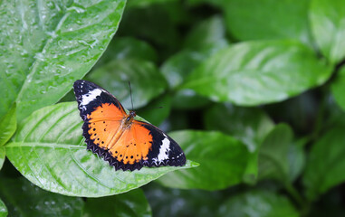 Closeup of colorful butterfly on green leaves  in the garden in sunny day. 