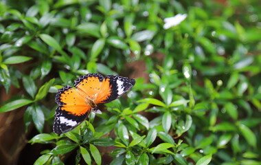 Closeup of colorful butterfly on green leaves  in the garden in sunny day.