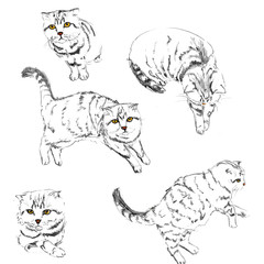 Cat pattern black and white drawing